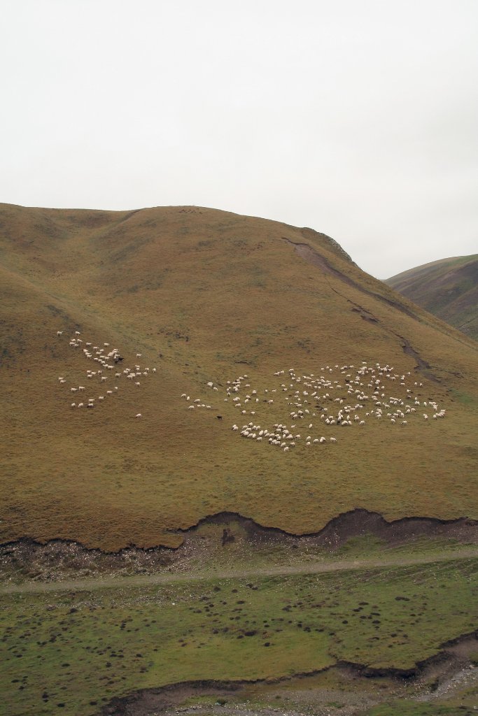 04-Sheep in the grasslands.jpg - Sheep in the grasslands